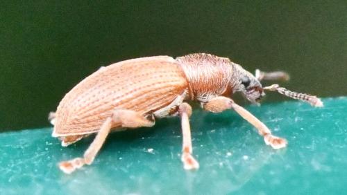 Réf. 356 562 : Polydrusus marginatus